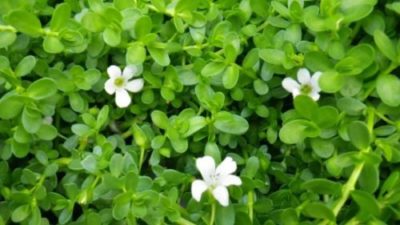 Brahmi-Plant-for-memory