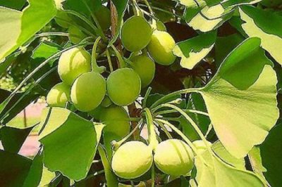 Ginkgo-Biloba-for-memory-and-brain